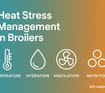 Heat stress management in broilers - professional infographic showing temperature control, hydration, ventilation and nutrition strategies